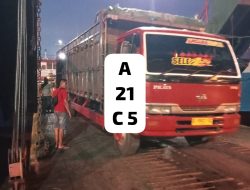 Diduga Karantina Gilimanuk Longgarkan Pengawasan, Sapi Bali Betina Diduga Lolos ke Jawa Tanpa Pemeriksaan Ketat