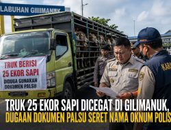 Diduga Gunakan Dokumen KH-1 Palsu, Truk Pengangkut 25 Ekor Sapi Dihentikan di Gilimanuk